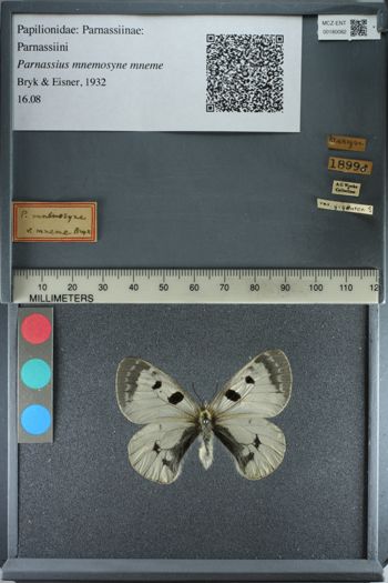Media type: image;   Entomology 180082